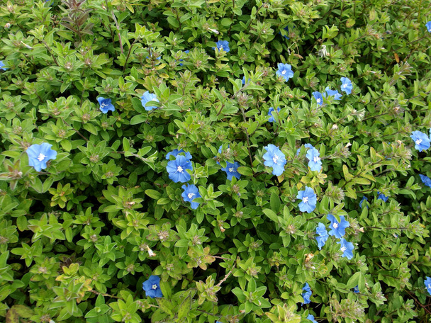 Kis kék virágok virágoznak (Evolvulus pilosus vagy Evolvulus glomeratus )  - Fotó, kép