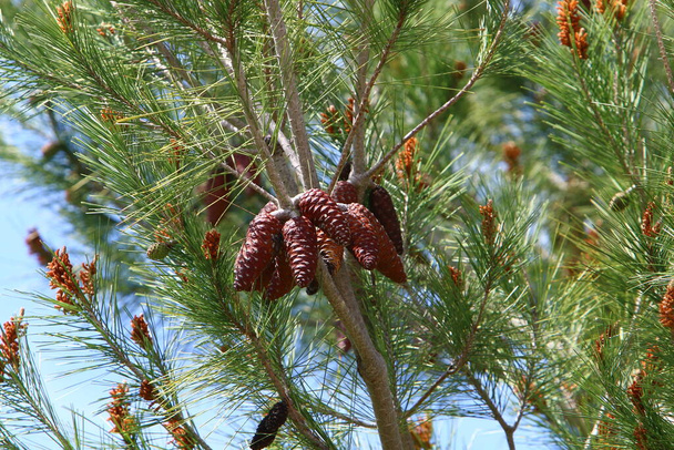 pino sempreverde con giovani germogli e nuovi coni cresce nel nord di Israele
  - Foto, immagini