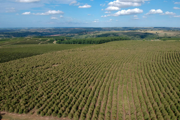 Aerial view of coffee seedlings being irrigated in the drip system - Foto, immagini