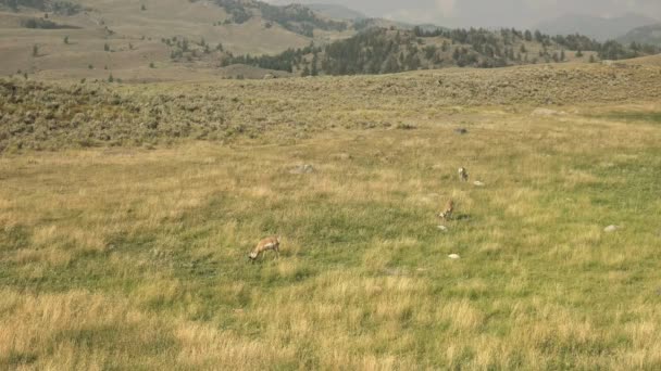 wide shot of three pronghorn antelope in the lamar valley of yellowstone - Séquence, vidéo