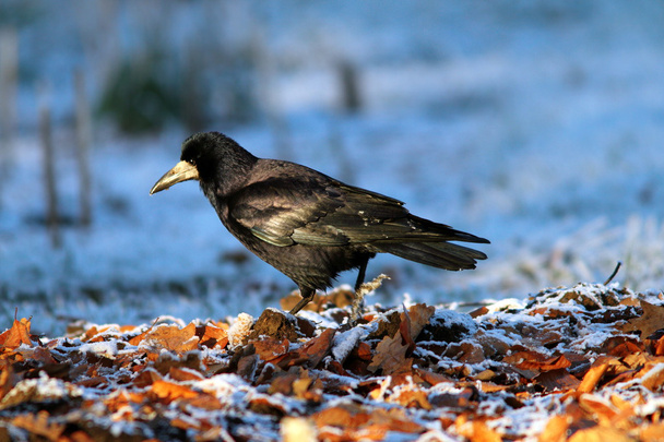 corvus frugilegus foraging on ground - Photo, Image
