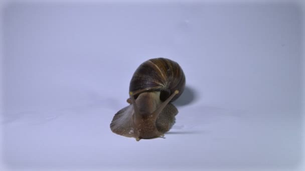  Snail on a White Background - Footage, Video