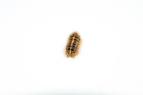 Товста пілотова гусениця, вона ізольована на білому тлі
 - Фото, зображення