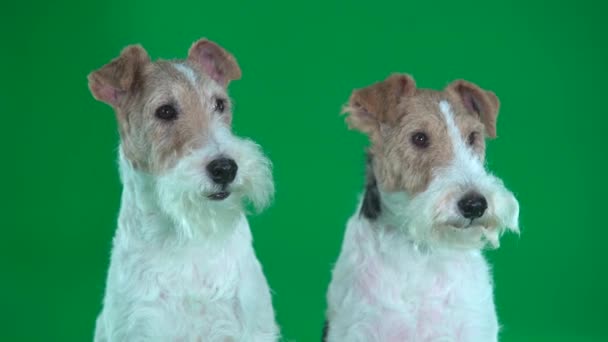 Deux Fox Terriers Fermer l'écran vert
 - Séquence, vidéo