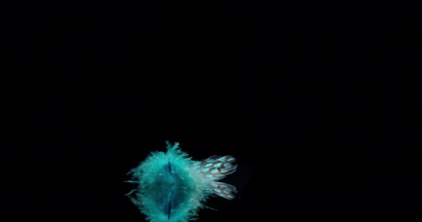 Blue Bird Feather - Footage, Video
