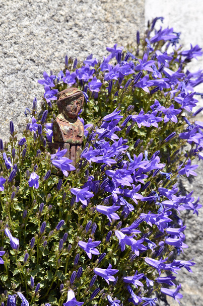 dekorative Espagolette zwischen Glockenblumen - Foto, Bild