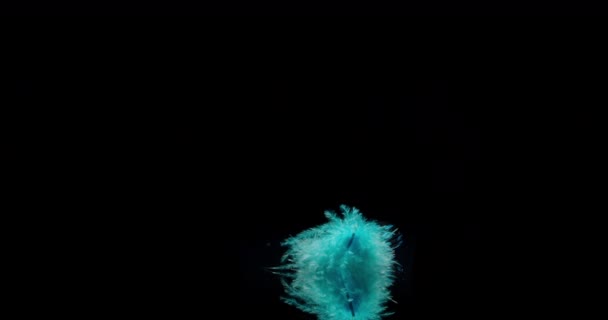 Pluma de pájaro azul
 - Metraje, vídeo
