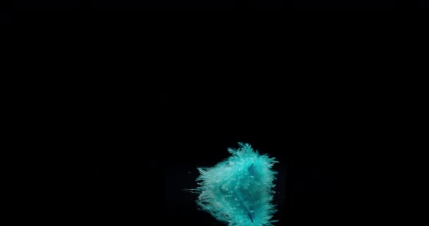 Plume d'oiseau bleu
 - Séquence, vidéo