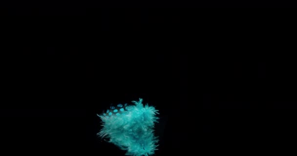 Pluma de pájaro azul
 - Metraje, vídeo