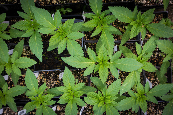 Nursery growing clones of Cannabis plants - Photo, Image