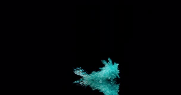 Peří modrého ptáka - Záběry, video