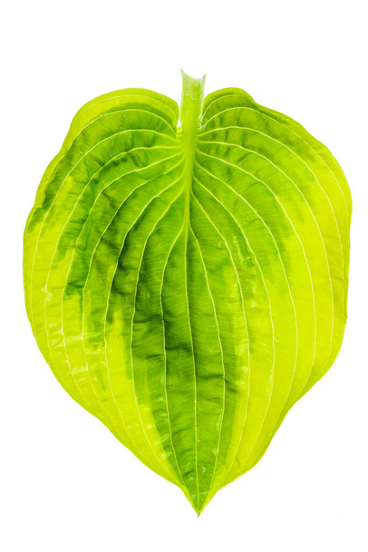 Hosta leaf isolated on white background - Photo, Image