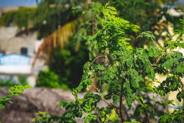 太鼓棒の葉。モリンガの葉/ドラムスティックほうれん草.モリンガオリフェラドラムスティック木の葉。太鼓棒の木として知られているモリンガOleiferaは素晴らしい木であり、その食べ物や薬として使用することができます, - 写真・画像