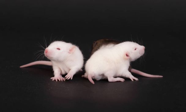 studio portret van baby ratten op een zwarte achtergrond - Foto, afbeelding