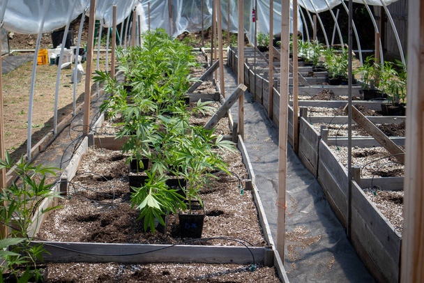 close-up shot of marijuana growing in greenhouse - Photo, Image