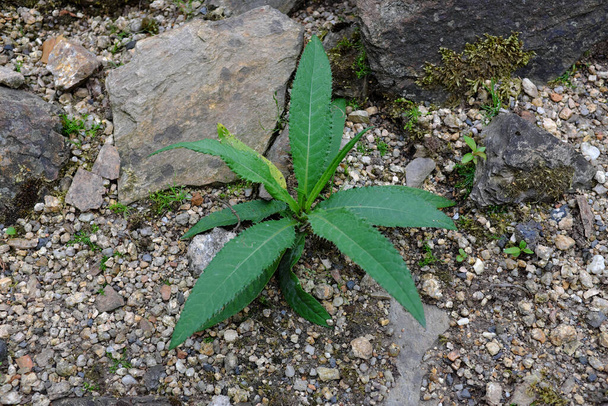 Cirsium heterophyllum, outdoor plants - Photo, Image