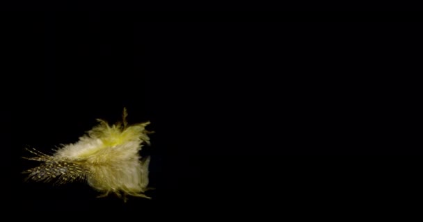 Yellow Bird Feather - Footage, Video