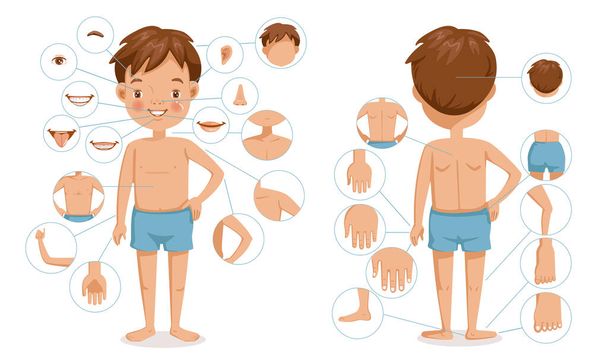Junge Körper von vorne und von hinten. Kinder mit verschiedenen Körperteilen für den Unterricht. Körperdetails. Das Diagramm zeigt die verschiedenen externen. Körperteile. Cartoonvektor - Vektor, Bild
