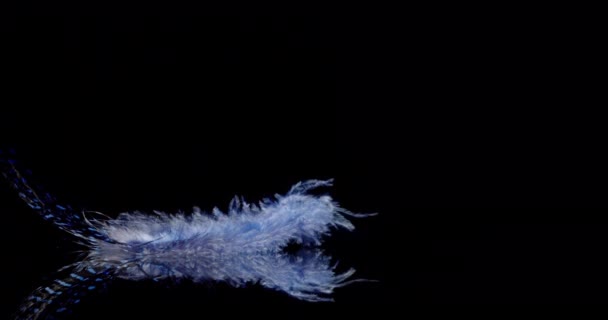 Blue Feather fällt langsam - Filmmaterial, Video