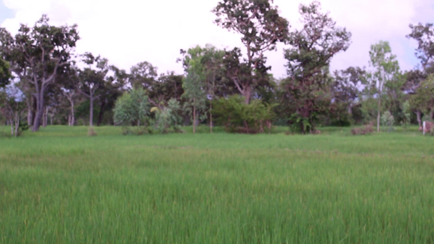 Beautiful rice fields - Video