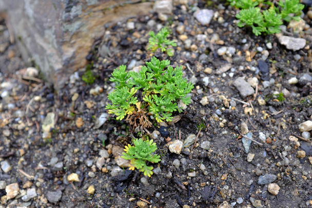 Cotula pectinata subsp, wilcoxii, plantas ao ar livre
 - Foto, Imagem