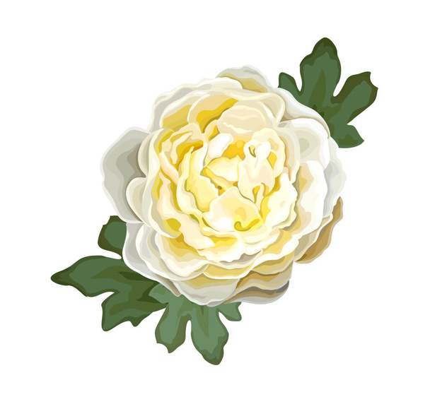 Gyönyörű virág bazsarózsa - Vektor, kép