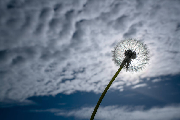 Asteraceae ailesinden bir Karahindiba ya da Taraxacum tohumu başı, İngiltere 'nin Yorkshire Dales şehrinde bulutlu mavi bir gökyüzüne çarpar. - Fotoğraf, Görsel