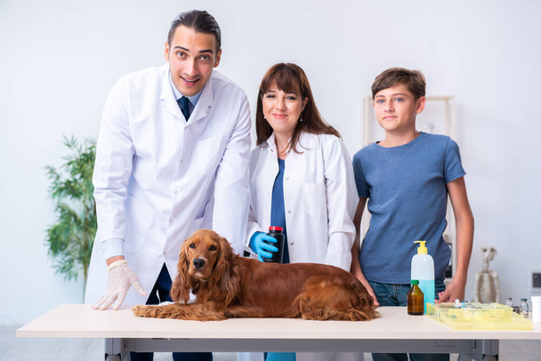 Vet médecin examinant golden retriever chien en clinique
 - Photo, image