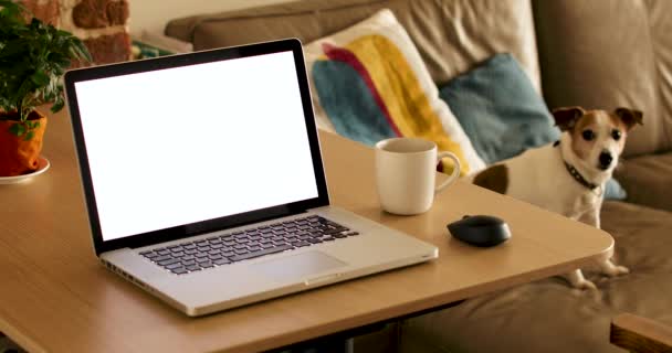 Laptop com tela em branco e cachorrinho sentado no sofá
 - Filmagem, Vídeo