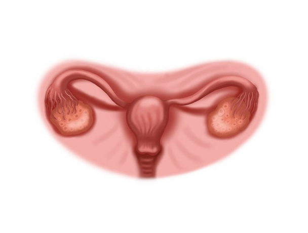 Illustration of the healthy  uterus, tubes and ovaries.  - Photo, Image