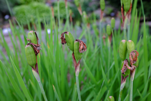 Iris sibirica, Light Of Paris, outdoor plants - Fotó, kép