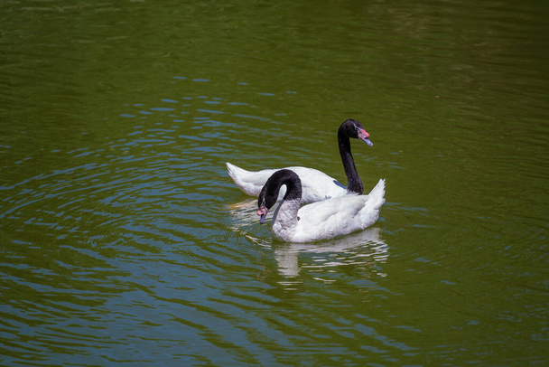 Black-necked swan or Cygnus melancoryphus also known as black-necked swan, has a black head and neck, white body. Wild animals - Photo, image