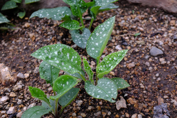 Pulmonaria saccharata, plantas ao ar livre
 - Foto, Imagem