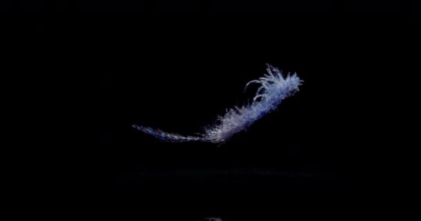 Caídas de plumas azules lentamente
 - Imágenes, Vídeo