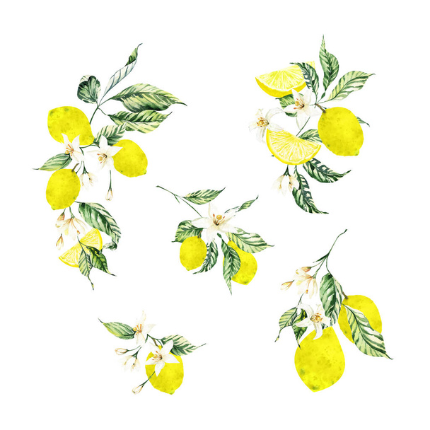 Watercolor lemon  bouquets for  citrus wedding invitation clipart. Hand-painted blooming lemon bouquets, tropical fruit clipart, Summer scrapbooking clipart  citrus - Photo, Image