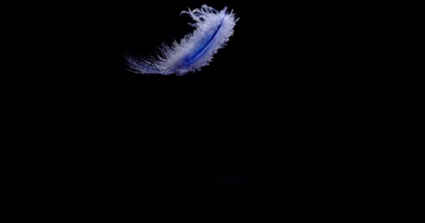 Chutes de plumes bleues lentement
 - Séquence, vidéo