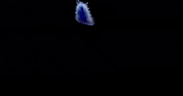 Blauwe veer drijft naar beneden - Video