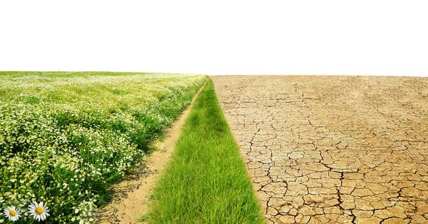 Pays sec avec sol fissuré et prairie avec des fleurs sur fond blanc. Concept de changement climatique ou réchauffement climatique
. - Photo, image