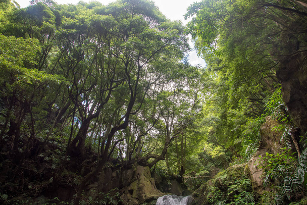 séta és fedezze fel a prego salto vízesés a sziget sao miguel, Azori-szigetek, Portugália. - Fotó, kép