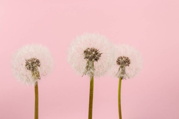 Dandelion flower heads. White dandelions on bright pink background. Macro photo. - Φωτογραφία, εικόνα