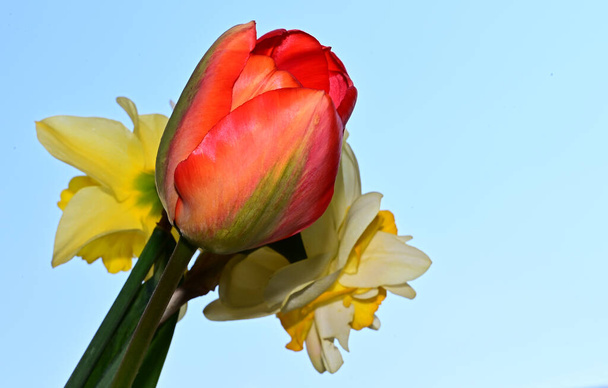 bellissimi narcisi e tulipani sullo sfondo del cielo, concetto estivo, vista da vicino
   - Foto, immagini