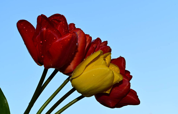 красивые тюльпаны на фоне неба, летняя концепция, близкий вид   - Фото, изображение