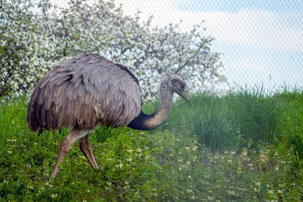 Kuş çiftliğinde çimlerin üzerinde yürüyen devekuşu. Dışarıdaki kuşhanede egzotik emu kuşu. - Fotoğraf, Görsel