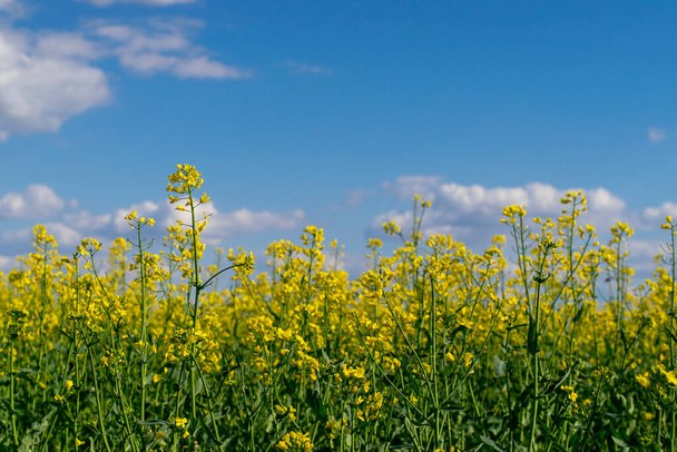 Un primer plano de los campos de colza de floración amarilla en primavera. La colza se cultiva para la producción de piensos, aceites vegetales y biodiésel
. - Foto, imagen