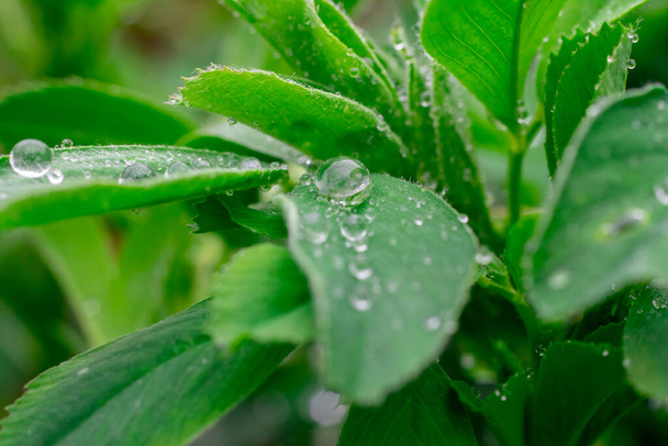 Natureza folhas verdes com textura de fundo de gota de chuva
 - Foto, Imagem