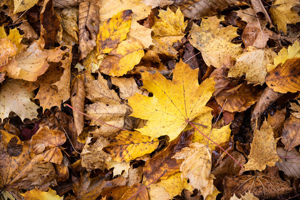 Close focus on falling maple leaves on ground of parkland in autumn. - Photo, Image