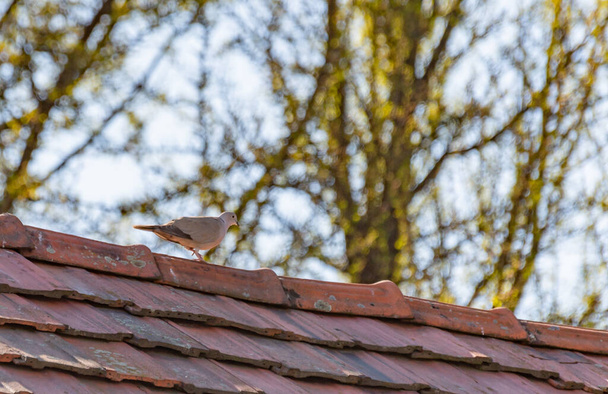 Turtledove en un techo de baldosas
 - Foto, Imagen