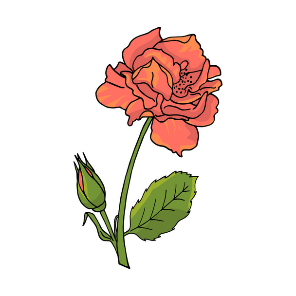 Handgezeichnete Rosenblume. Florales Design-Element. Vereinzelt auf weißem Hintergrund. Vektorillustration. - Vektor, Bild