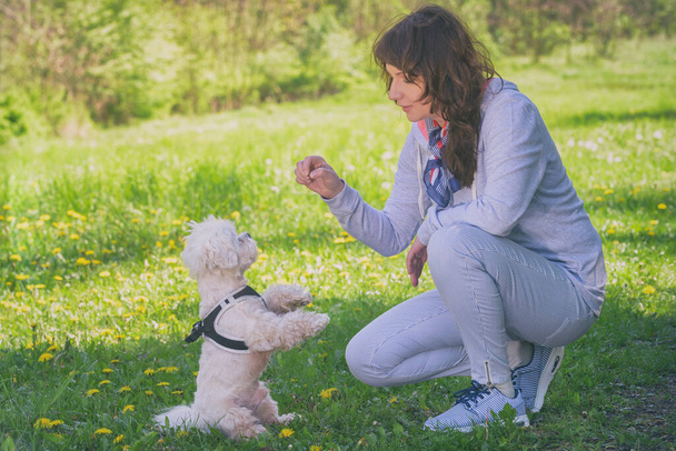 Kobieta trenuje swojego białego maltańskiego psa w parku - Zdjęcie, obraz
