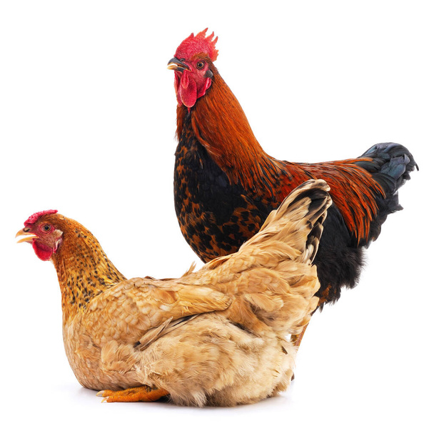 Cock and hen isolated on a white background. - Foto, imagen